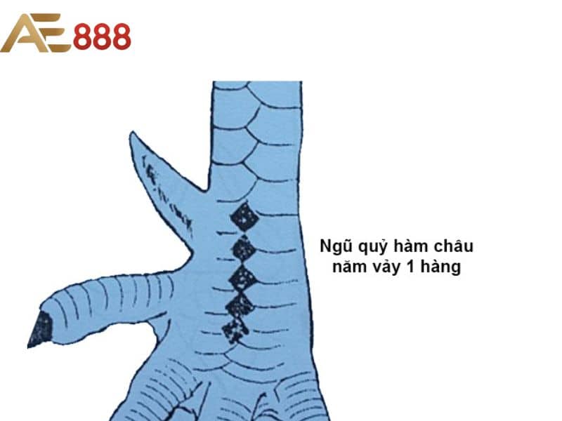 Tìm hiểu chung về vảy gà ngũ quỷ 